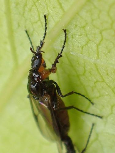 Réf. 204 461 : Dilophus antipedalis